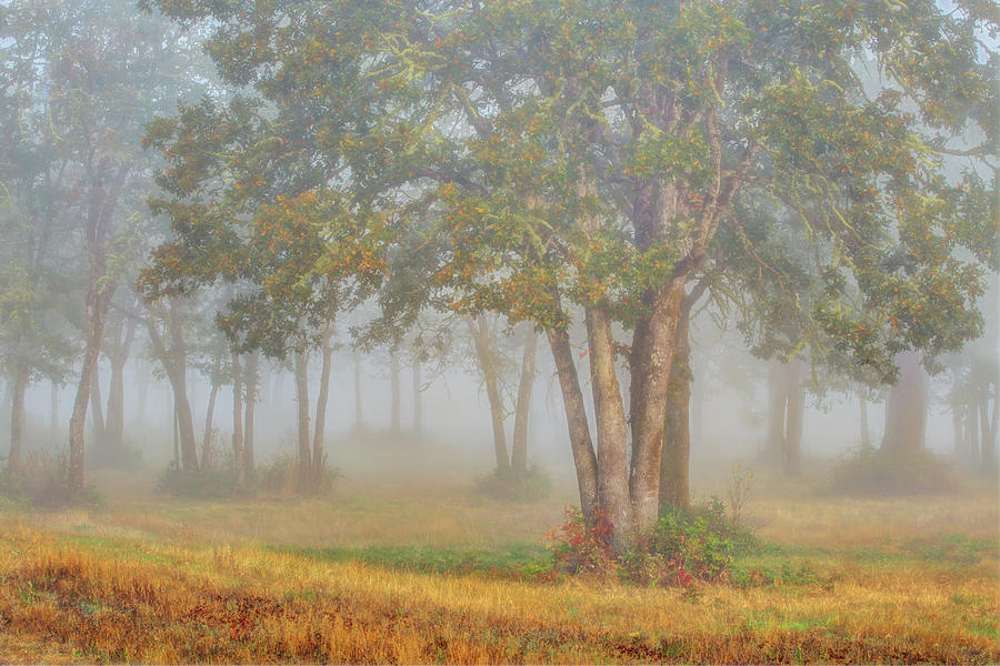 Foggy Fall Morning Photograph by Judi Kubes
