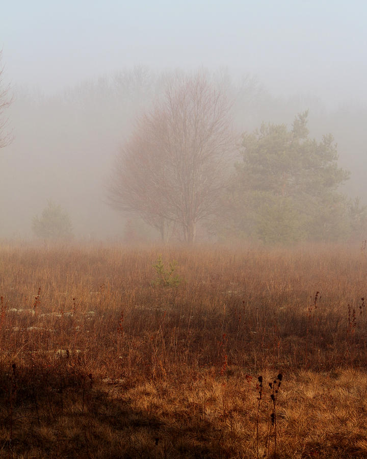 Foggy Field Photograph by Scott Hovind