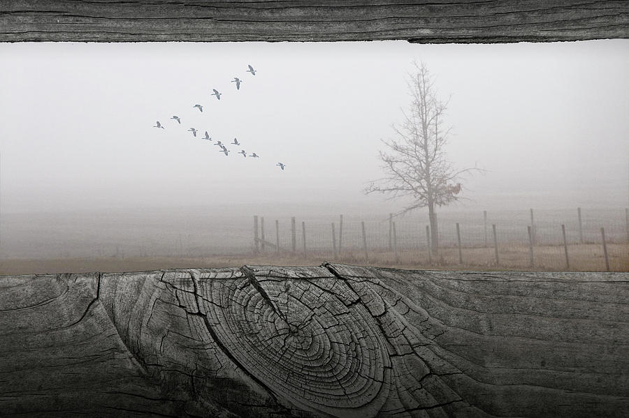Foggy Flight Photograph by Randall Nyhof