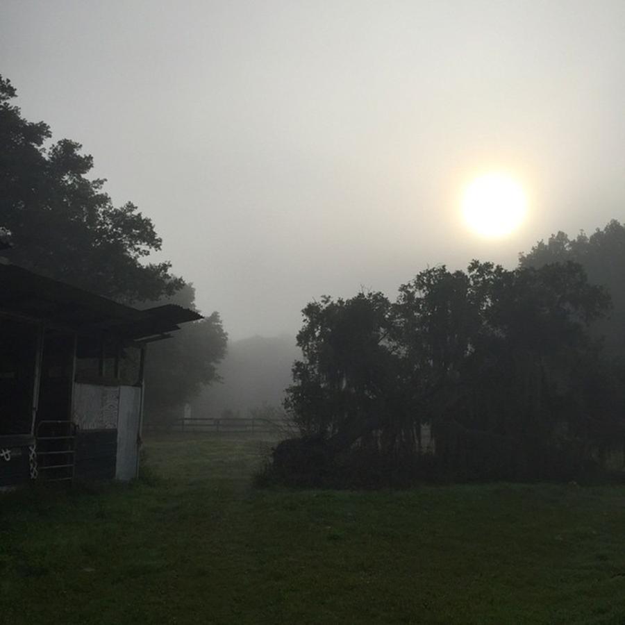 Summer Photograph - Foggy Florida Morning At The Nursery by Jessica OToole
