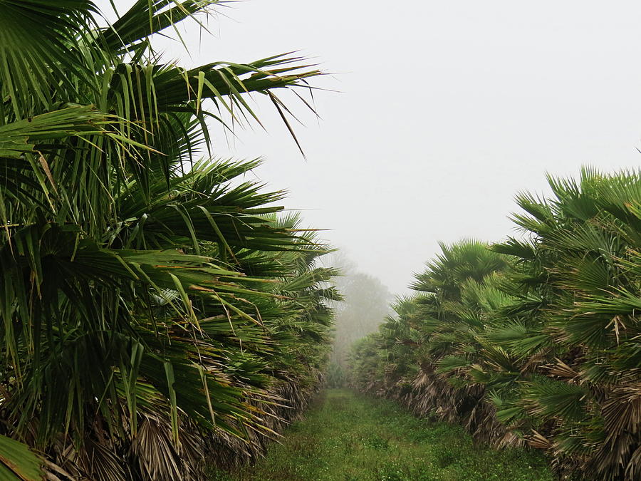 Foggy Florida Morning Photograph By Roger Epps - Fine Art America