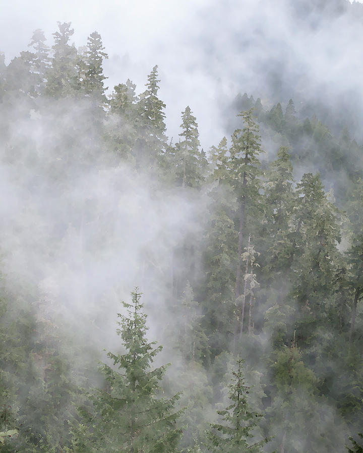 Foggy Forest 2 Photograph by Catherine Avilez