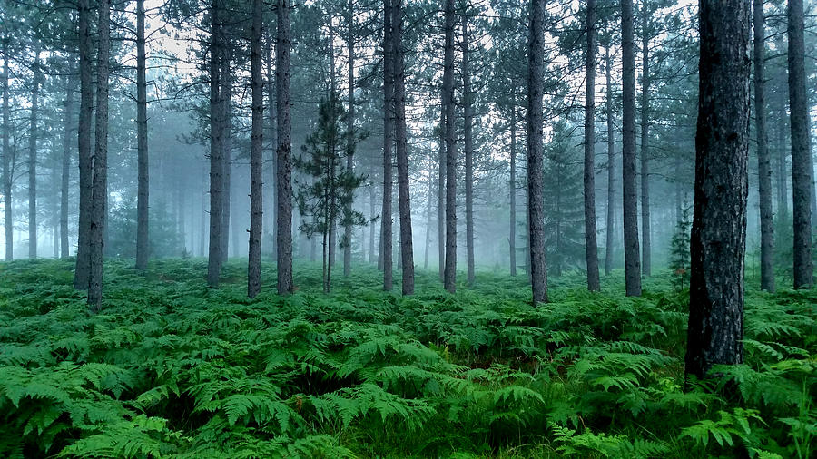 Foggy Forest and Ferns Photograph by Brook Burling
