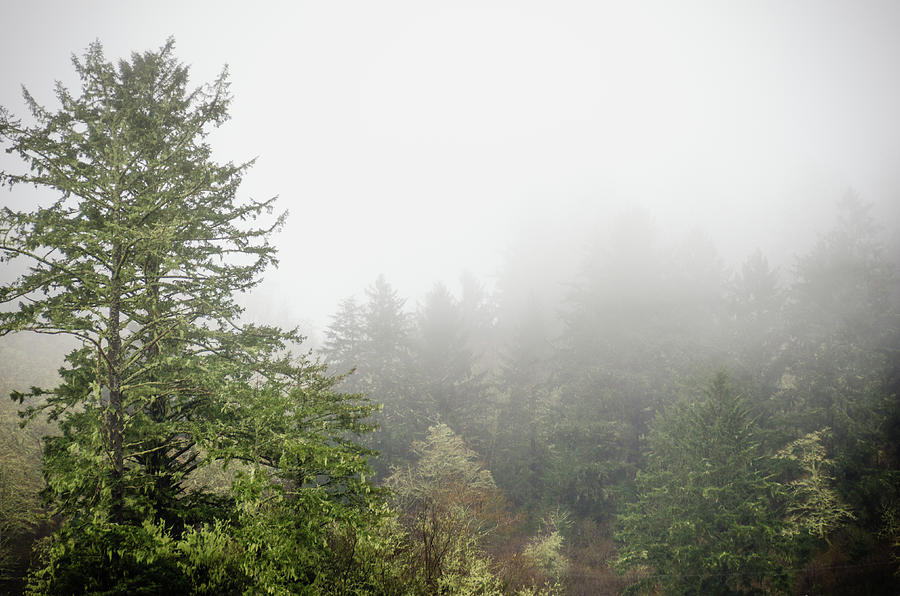 Foggy Forest Photograph by Anthony Doudt