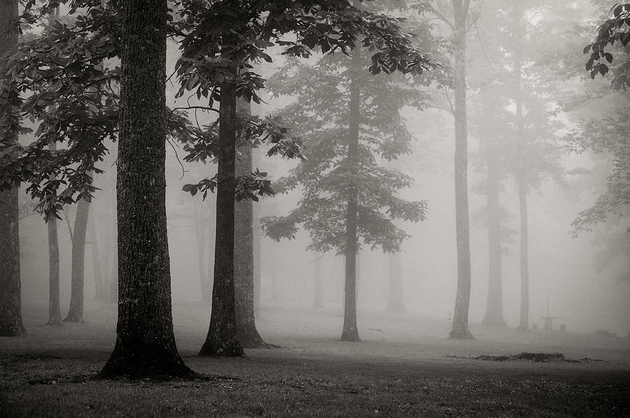 Foggy Forest - bw Photograph by Joye Ardyn Durham