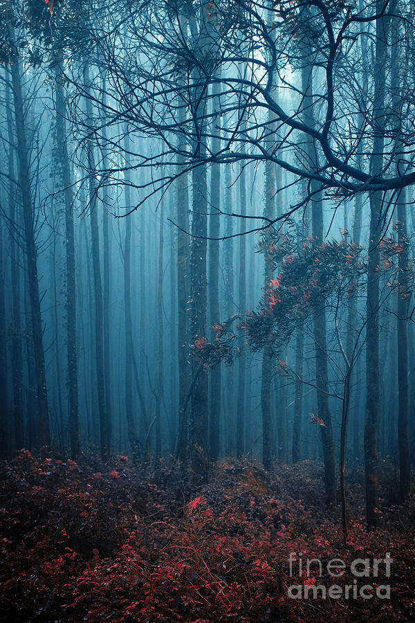 Fantasy Photograph - Foggy Forest by Carlos Caetano