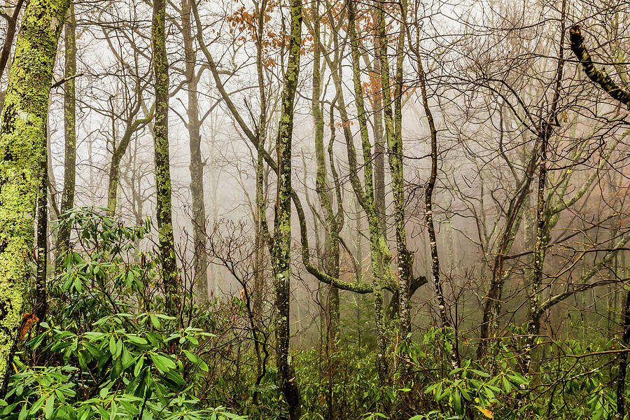 Foggy Forest in Fall  Photograph by Lisa Lemmons-Powers