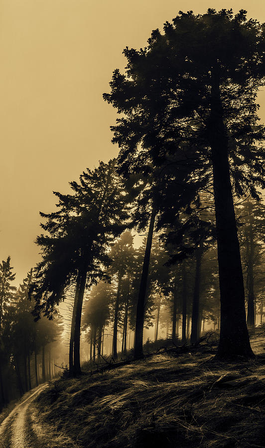 Nature Photograph - Foggy Forest by Mah FineArt