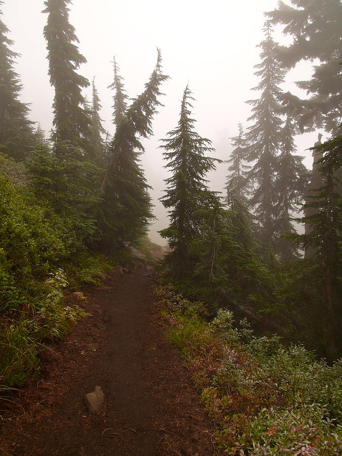 Fog Photograph - Foggy Forest Path by Kareem Farooq