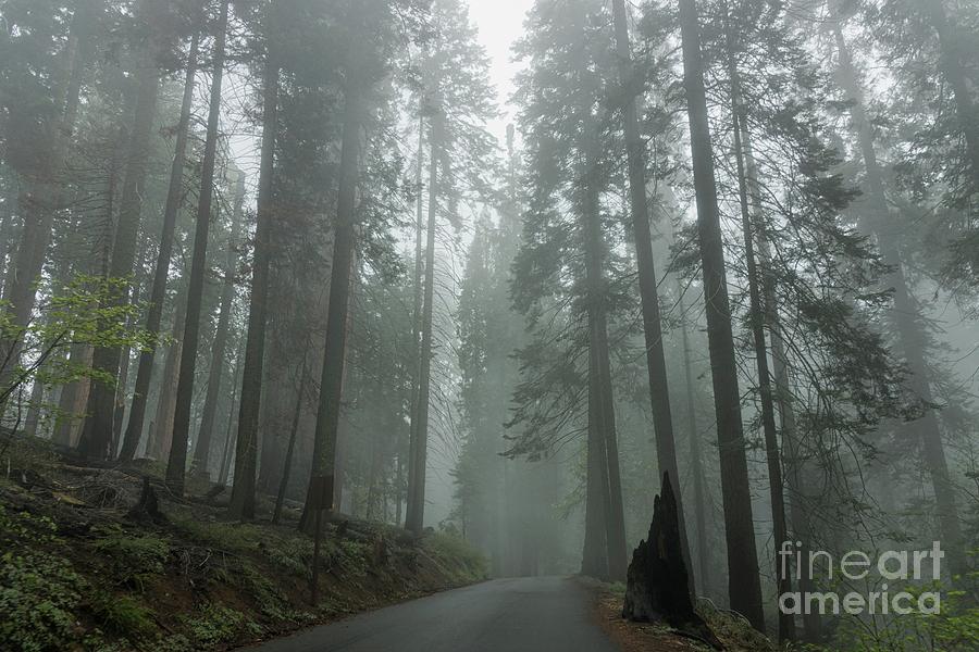 Foggy Forest Pathway Photograph by Peggy Hughes