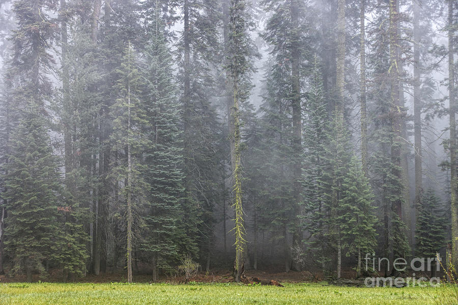 Foggy Forest Photograph by Peggy Hughes