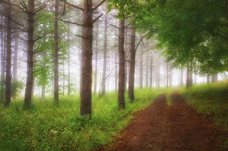 Foggy Forest - Retzer Nature Center Trails Photograph by Jennifer Rondinelli Reilly - Fine Art Photography