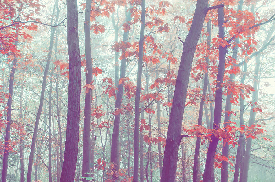 Foggy Forest. Splashes of Colors  Photograph by Jenny Rainbow