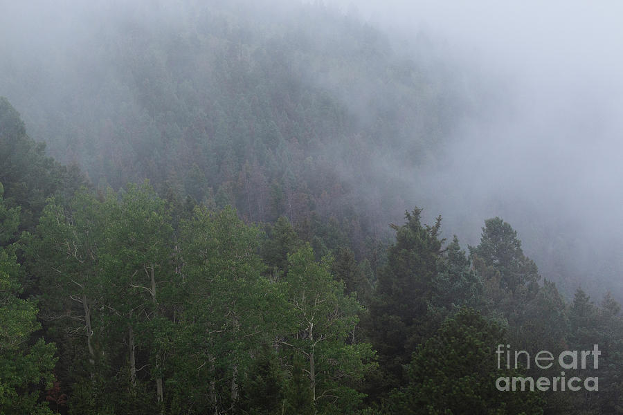 Foggy Forest Photograph by Steven Krull