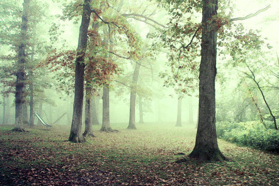 Tree Photograph - Foggy Forest by Tammy Franck