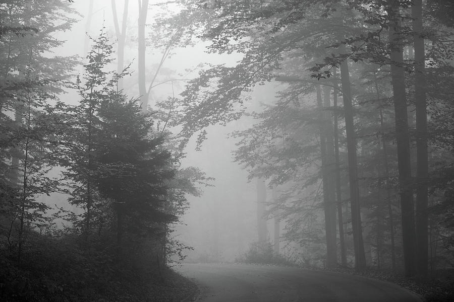 Foggy Forest Photograph by Yago Veith