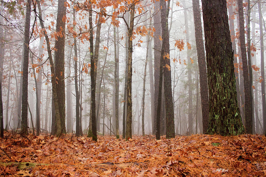 Foggy Forrest Photograph by Tammy Chesney