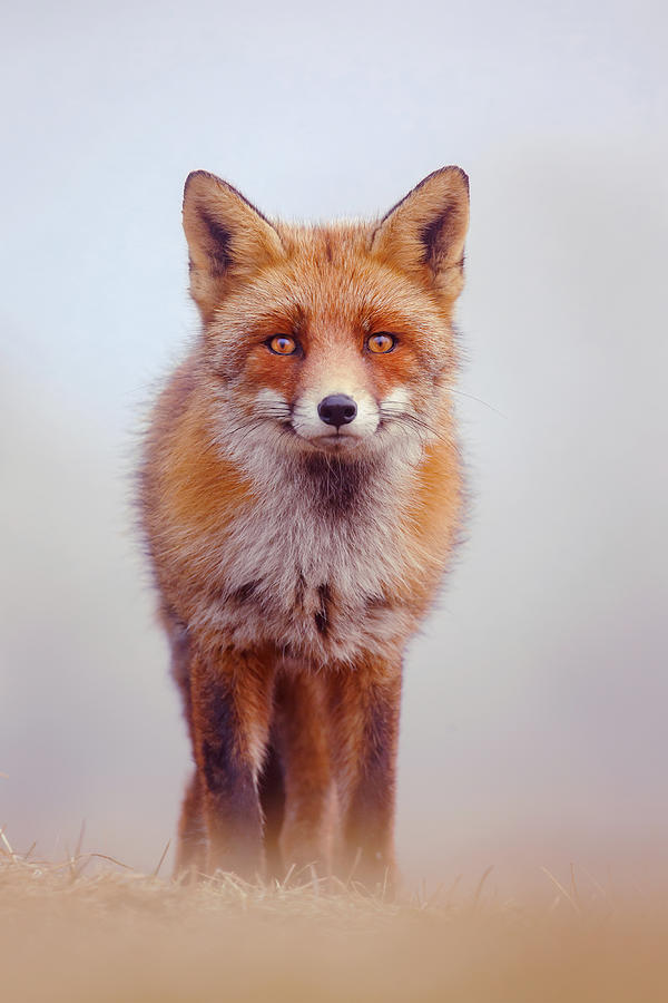 Foggy fox