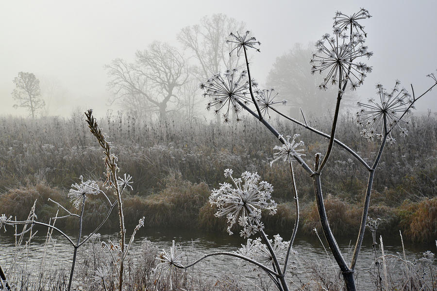 Foggy Frosty Morning along Nippersink Creek Photograph by Ray Mathis