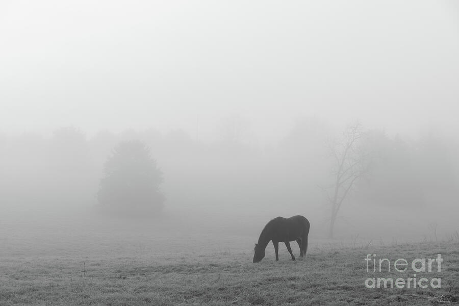 Foggy Grazing Grayscale Photograph by Jennifer White