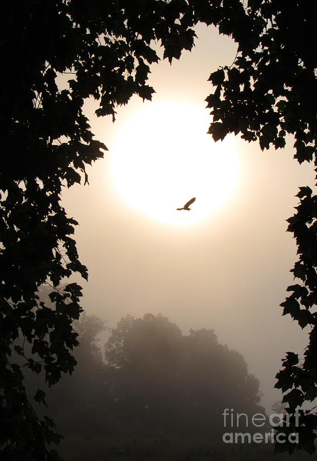 Foggy Heron Flight Photograph by Joshua Bales