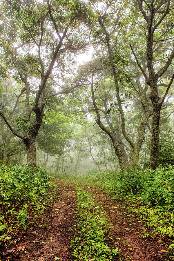 Foggy Hiking Trail in the Blue Ridge Photograph by Dan Carmichael