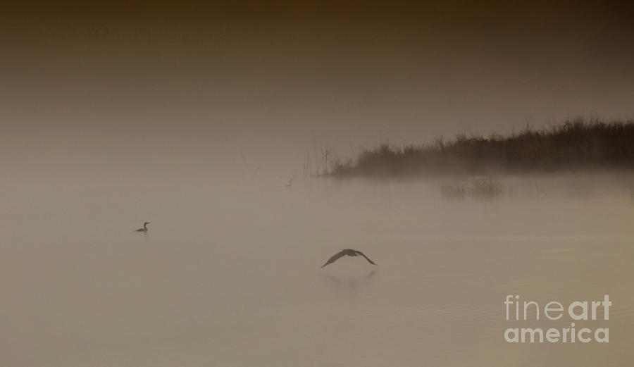 Foggy Island Photograph by Elizabeth Winter