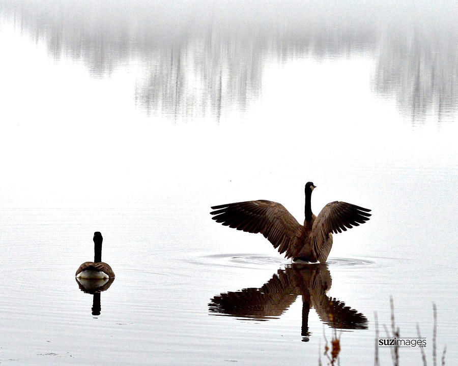 Foggy Lake Winona Photograph by Susie Loechler