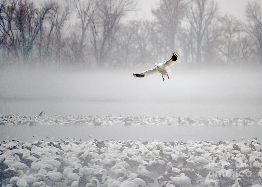 Foggy Landing Photograph by Kevin Anderson