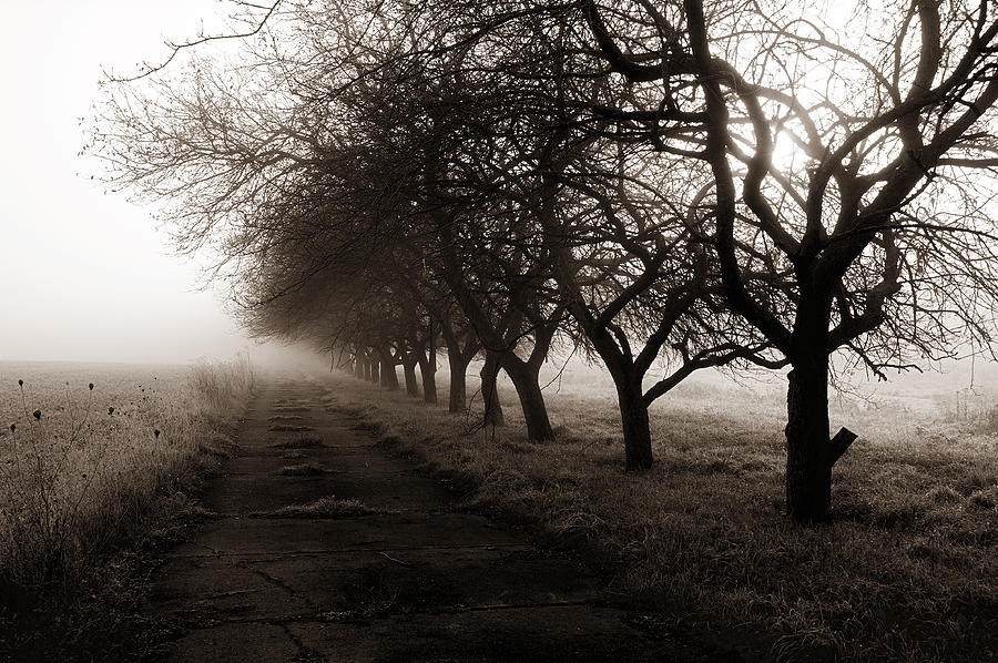 Foggy Lane Photograph by Dick Pratt