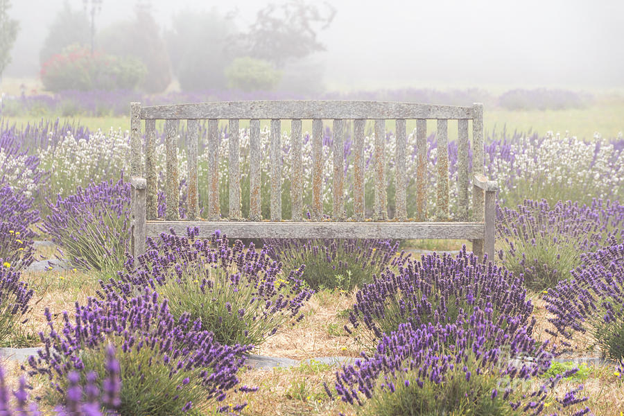 Foggy Lavender Chair Photograph by Louise Magno