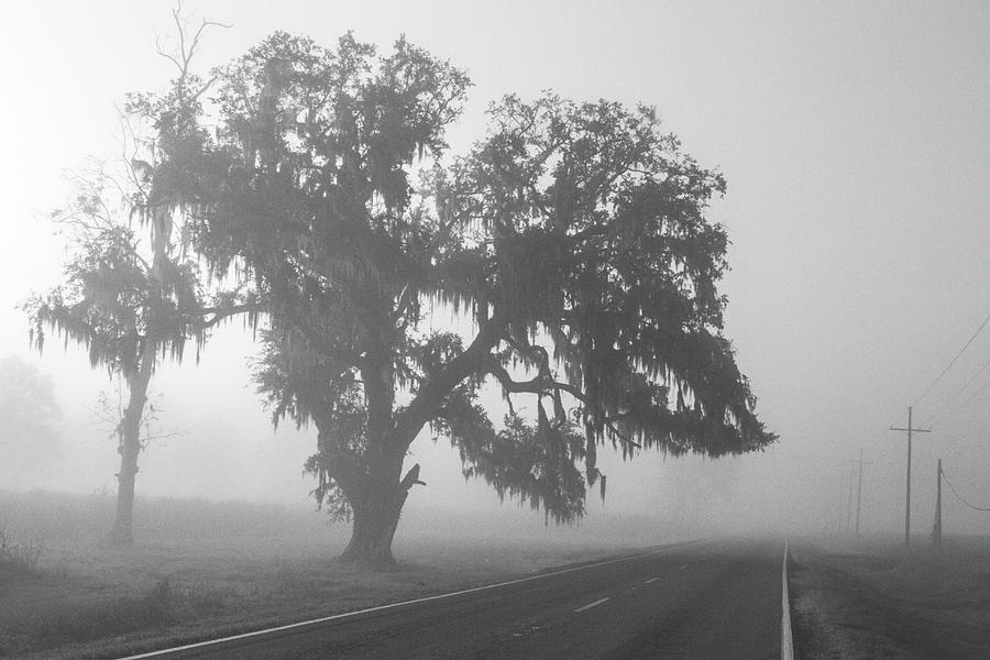 Foggy Louisiana Highway 308 Photograph by Scott Pellegrin