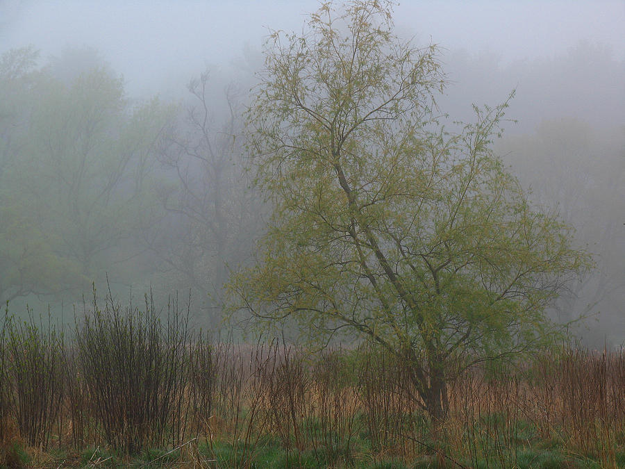 Foggy Marsh Photograph by Juergen Roth