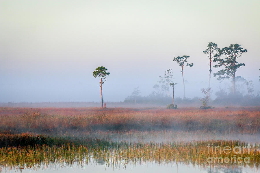 Foggy Marsh Morning #1 Photograph by Tom Claud