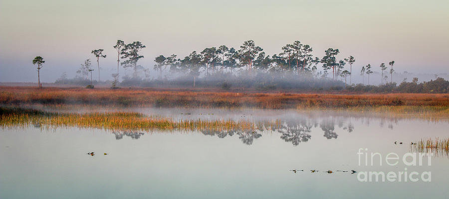 Foggy Marsh Morning #2 Photograph by Tom Claud