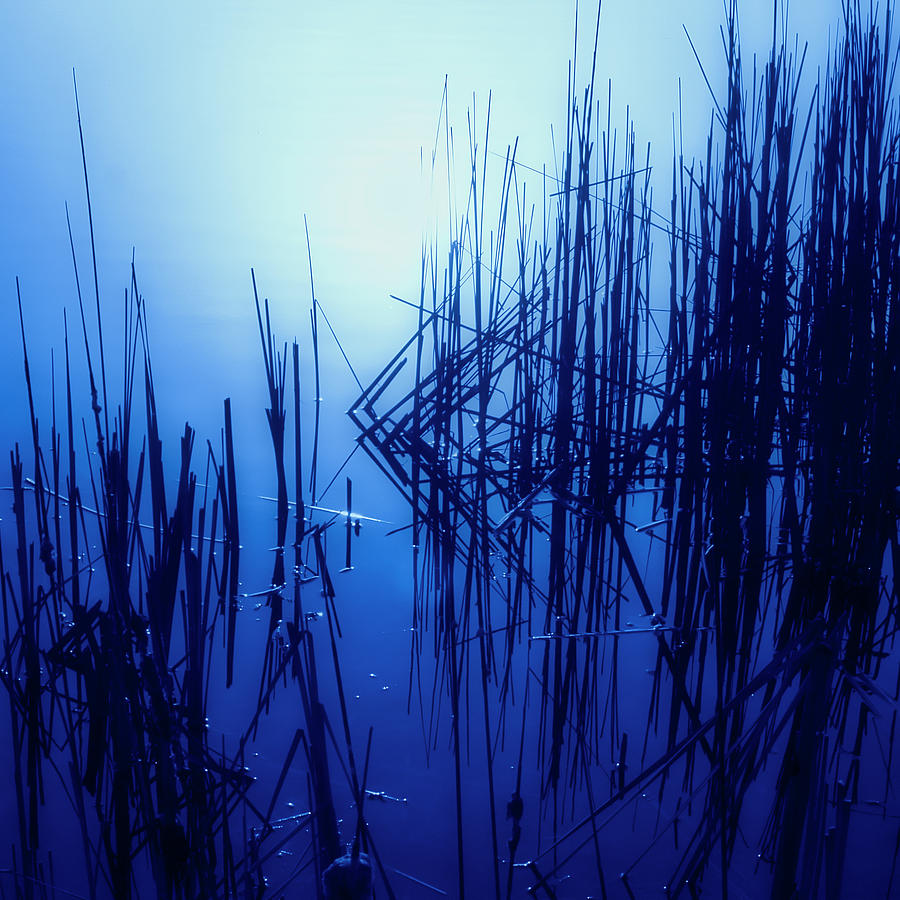 Foggy Marsh3 Photograph by John Hansen