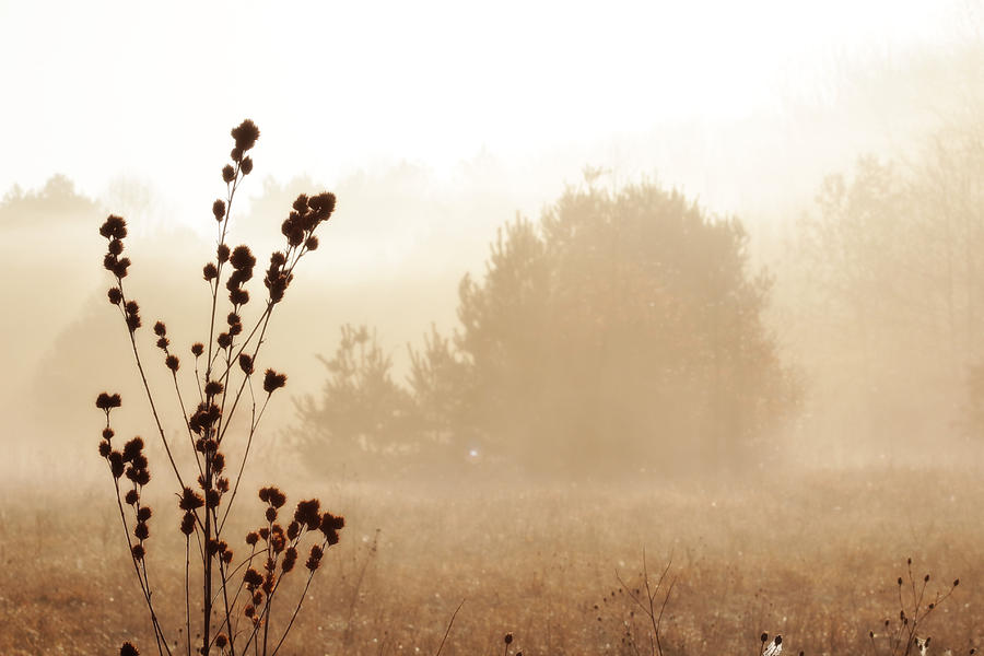 Foggy Meadow 2 Photograph by Scott Hovind
