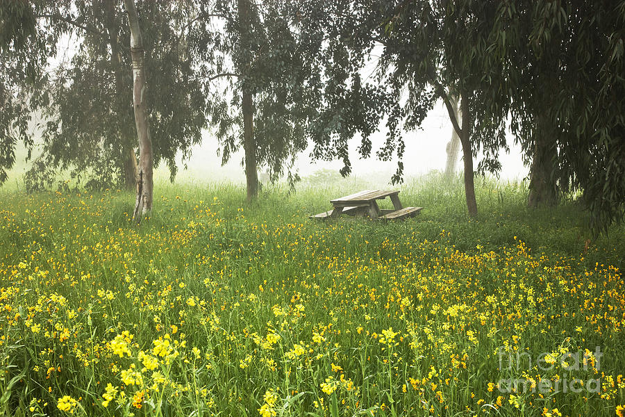 Foggy Meadow Photograph by Inga Spence