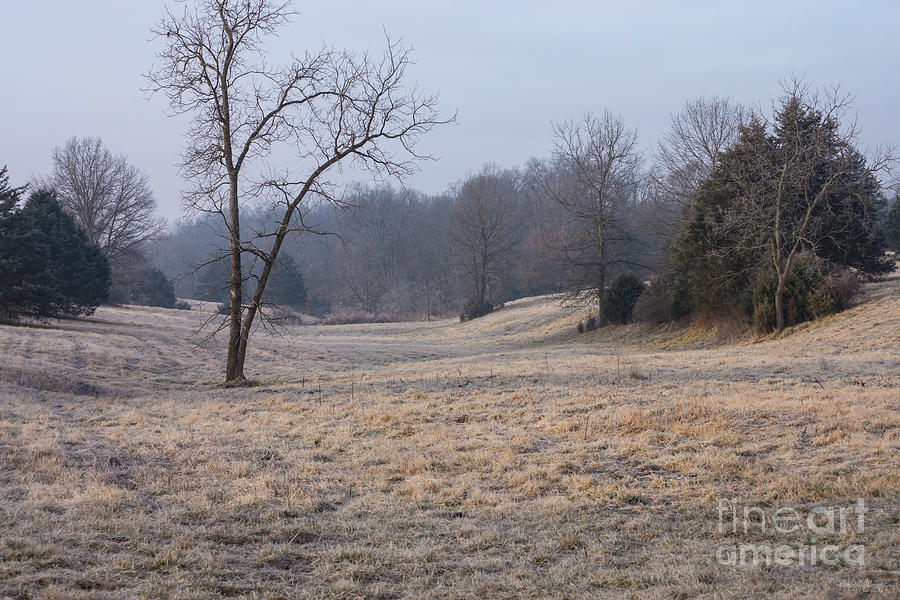 Foggy Meadow Photograph by Jennifer White
