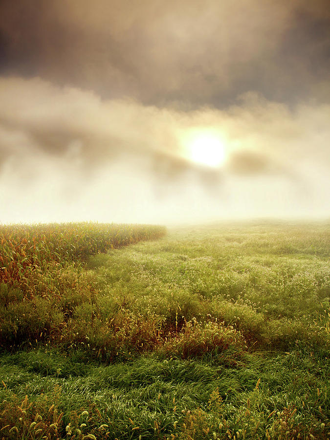 Landscape Photograph - Foggy Meadow by Phil Koch