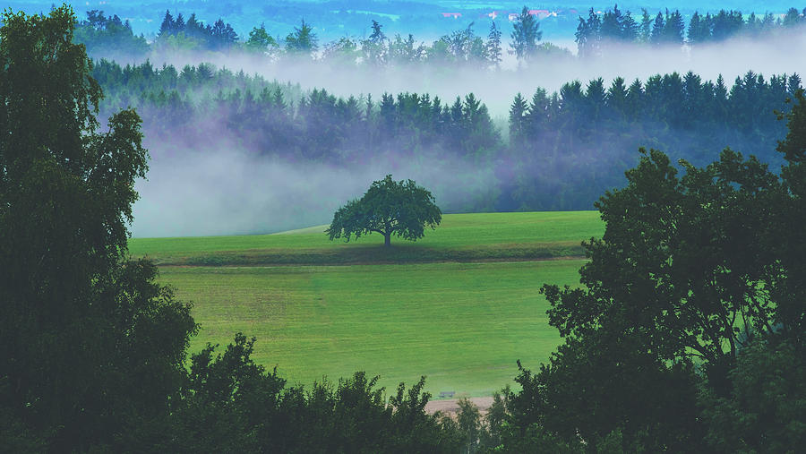 Nature Photograph - Foggy Meadow by Mountain Dreams