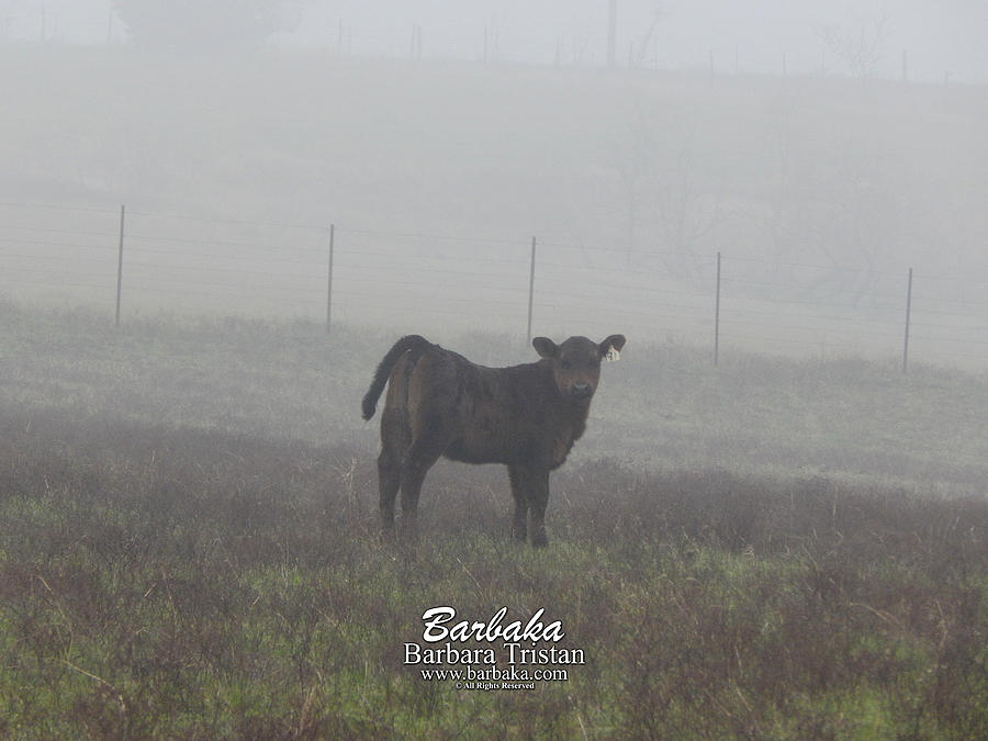 Foggy Mist Baby Cow #0094 Photograph by Barbara Tristan