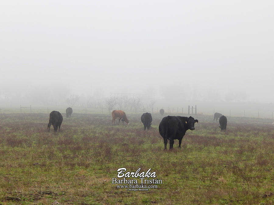 Foggy Mist Cows #0086 Photograph by Barbara Tristan