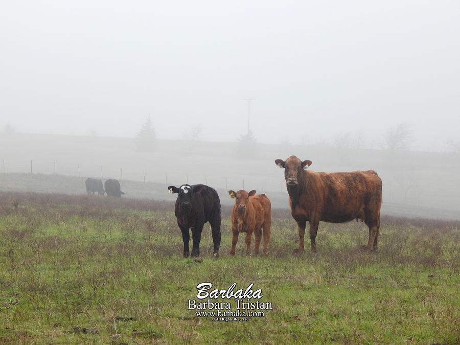 Foggy Mist Cows #0087 Photograph by Barbara Tristan