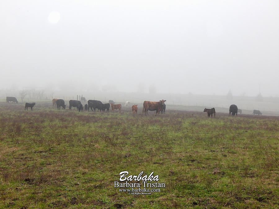 Foggy Mist Cows #0089 Photograph by Barbara Tristan