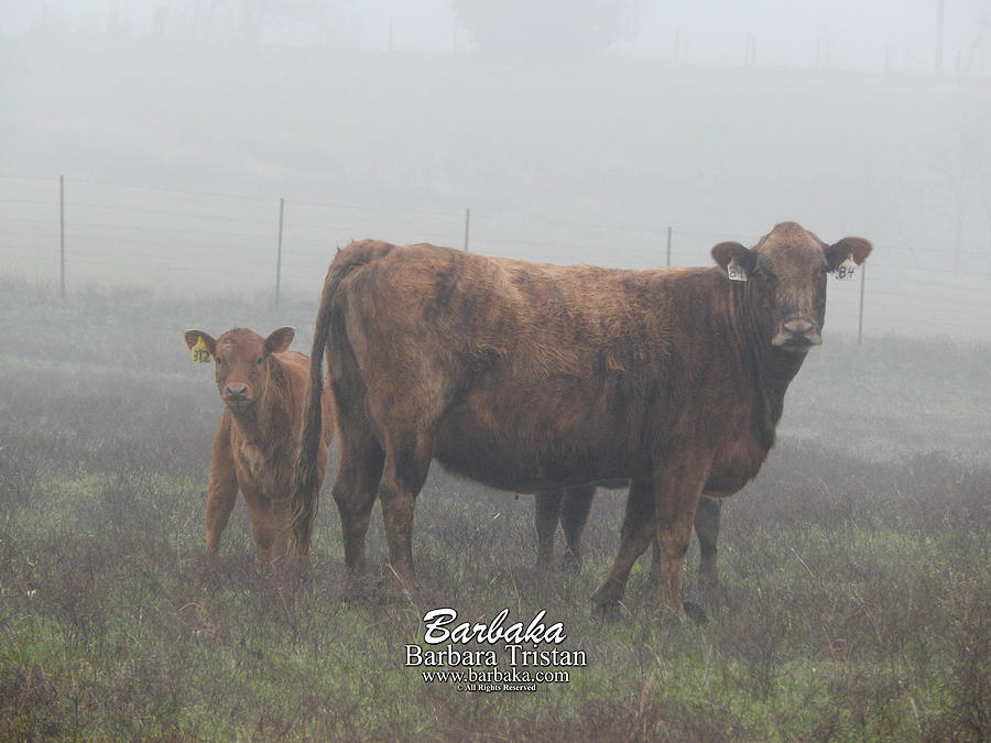 Foggy Mist Cows #0090 Photograph by Barbara Tristan