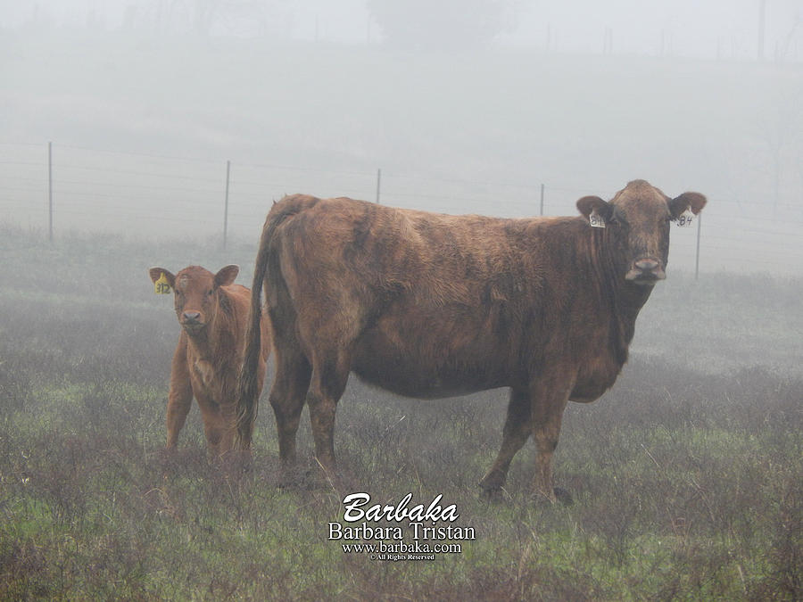 Foggy Mist Cows #0090 Digitally Altered Photograph by Barbara Tristan