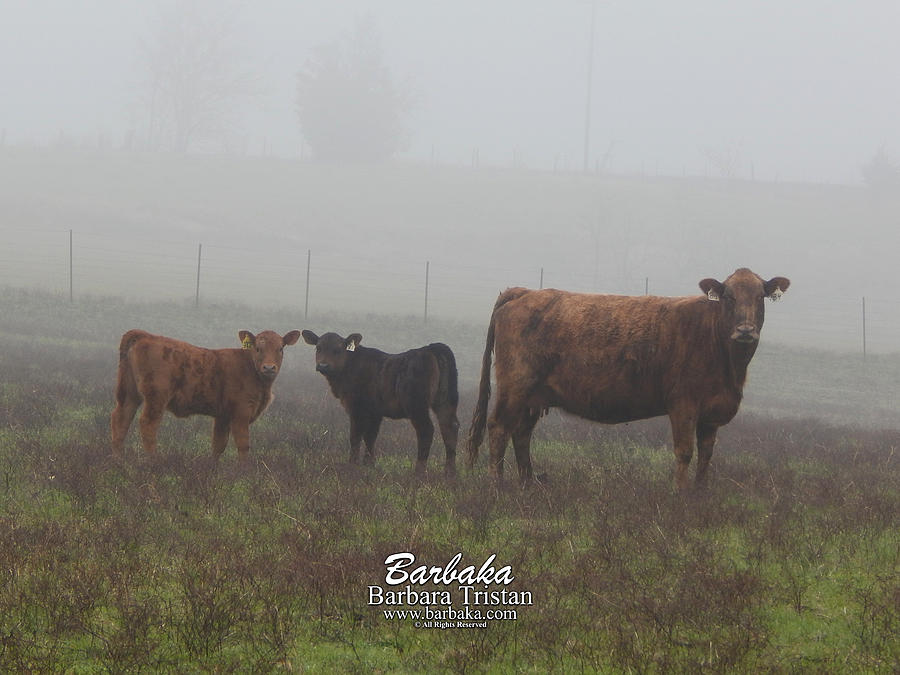 Foggy Mist Cows #0092 Photograph by Barbara Tristan