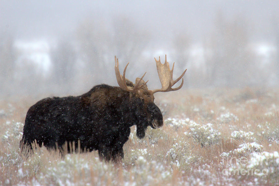 Foggy Moose Silhouette Photograph by Adam Jewell - Fine Art America