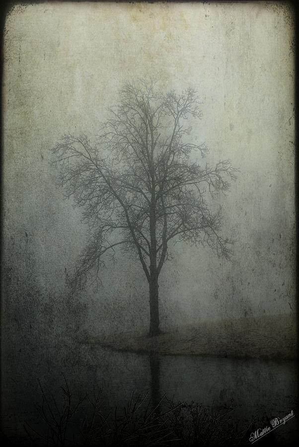 Foggy Morn Photograph by Mattie Bryant - Fine Art America